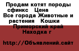 Продам котят породы сфинкс › Цена ­ 4 000 - Все города Животные и растения » Кошки   . Приморский край,Находка г.